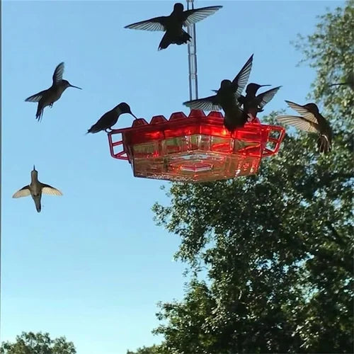 BirdBliss - Hanging Hummingbird Feeder