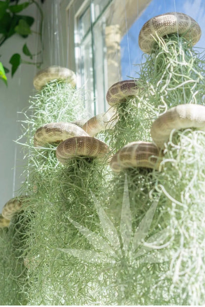 AirFloat - Captivating Hanging Air Plant Jellyfish