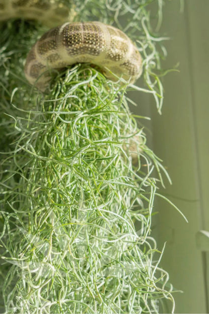 AirFloat - Captivating Hanging Air Plant Jellyfish