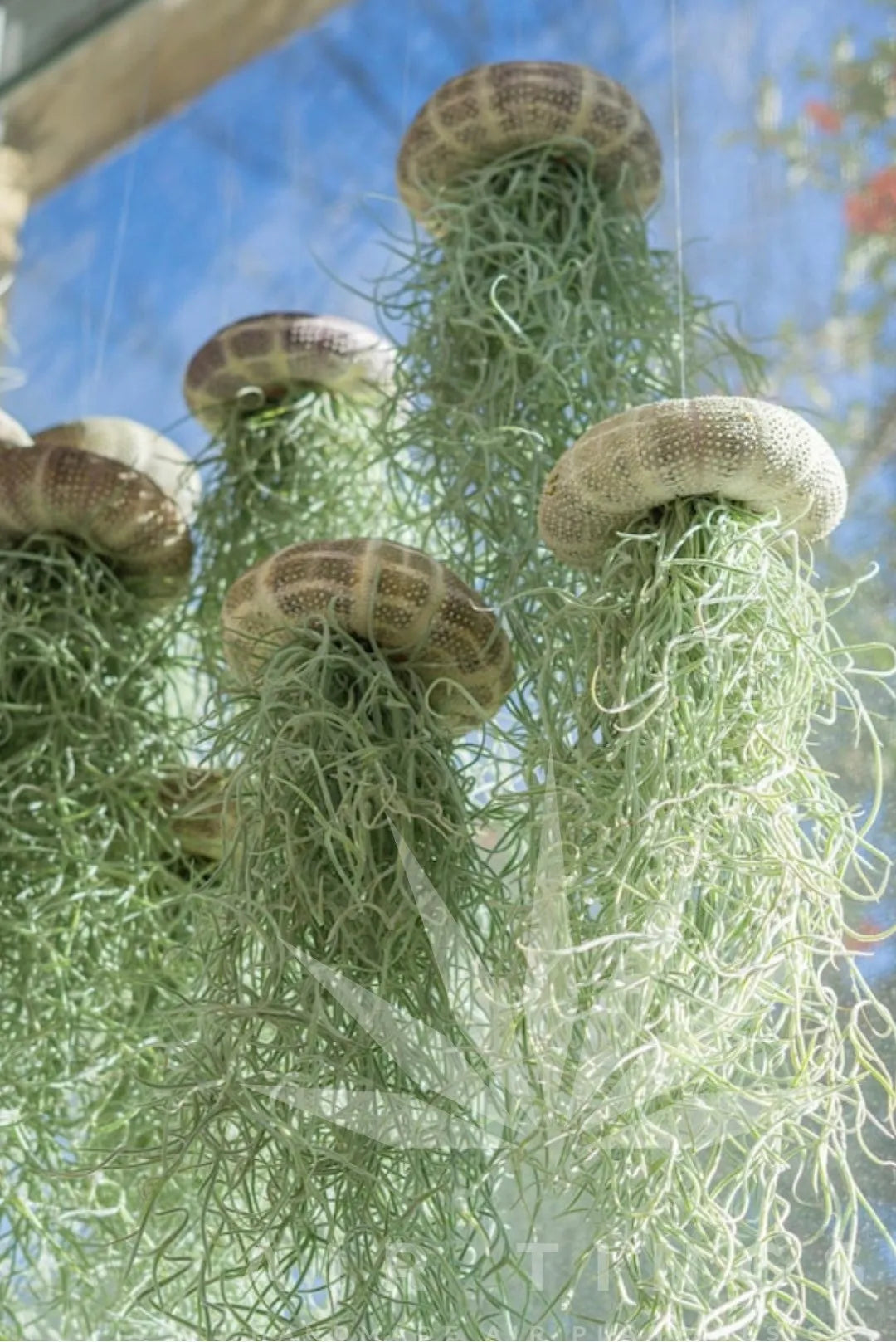 AirFloat - Captivating Hanging Air Plant Jellyfish